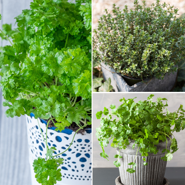 Herb Collection 2 Herb Collection 2
