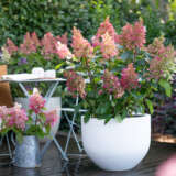 Hydrangea Candlelight (Pbr) Hydrangea Candlelight (Pbr)