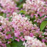 Hydrangea Candlelight (Pbr) Hydrangea Candlelight (Pbr)