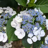Hydrangea Libelle Hydrangea Libelle
