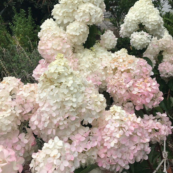 Hydrangea Candlelight (Pbr) Hydrangea Candlelight (Pbr)