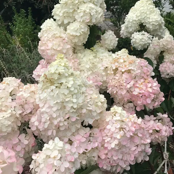 Hydrangea Candlelight (Pbr) Hydrangea Candlelight (Pbr)