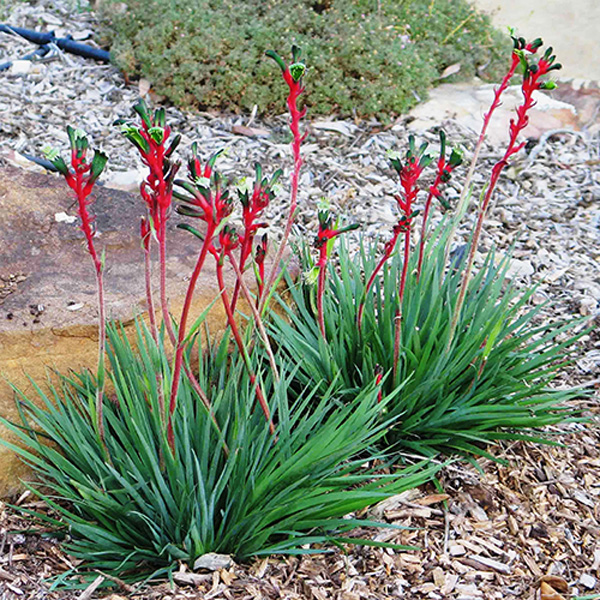 Kangaroo Paw Bush Dance (Pbr) 50mm