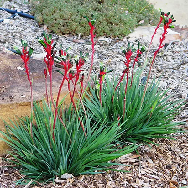 Kangaroo Paw Bush Dance (Pbr) 50mm Kangaroo Paw Bush Dance (Pbr) 50mm
