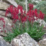 Kangaroo Paw Collection Kangaroo Paw Collection