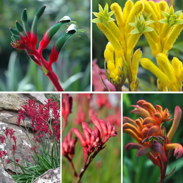 Kangaroo Paw Bush Gems Collection 2 Kangaroo Paw Bush Gems Collection 2