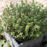 Herb Collection 2 Herb Collection 2