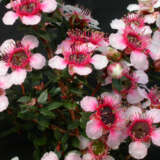 Leptospermum Mesmer Eyes (Pbr) Leptospermum Mesmer Eyes (Pbr)