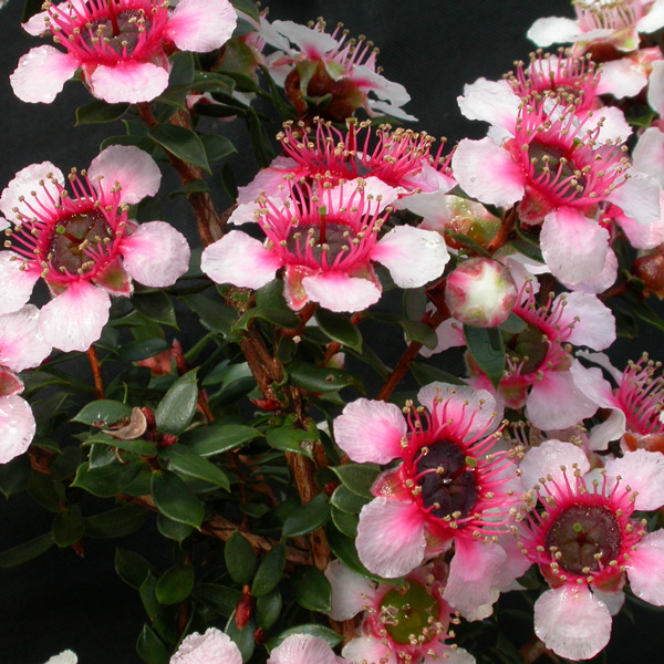 Leptospermum Mesmer Eyes (Pbr) Leptospermum Mesmer Eyes (Pbr)