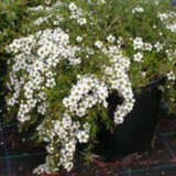 Leptospermum White Wave (Pbr) Leptospermum White Wave (Pbr)