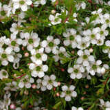 Leptospermum White Wave (Pbr) Leptospermum White Wave (Pbr)