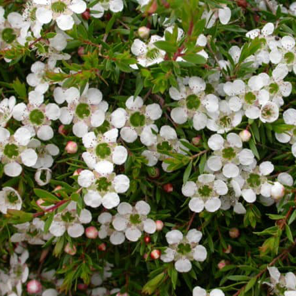 Leptospermum White Wave (Pbr) Leptospermum White Wave (Pbr)