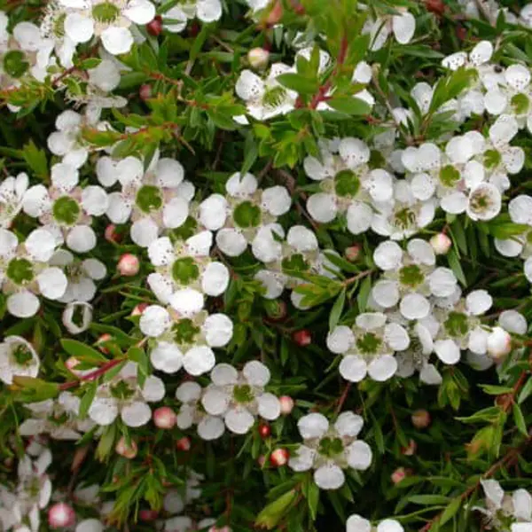 Leptospermum White Wave (Pbr)