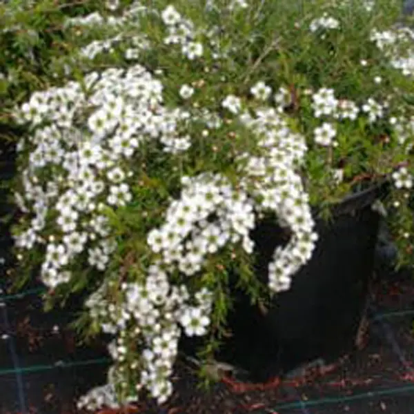 Leptospermum White Wave (Pbr)