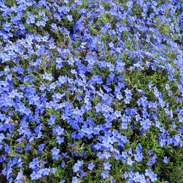 Lithodora Grace Ward 50mm Lithodora Grace Ward 50mm