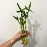 Lucky Bamboo Loose Canes X 3 Lucky Bamboo Loose Canes X 3