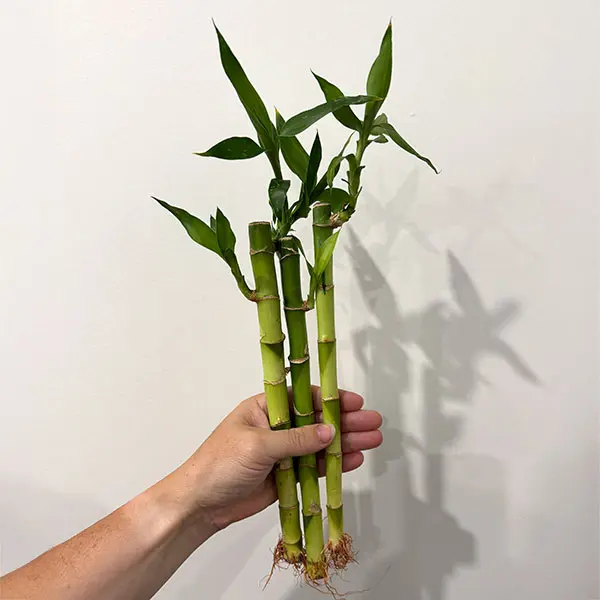 Lucky Bamboo Loose Canes X 3 Lucky Bamboo Loose Canes X 3