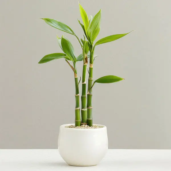 Lucky Bamboo Loose Canes X 3 Lucky Bamboo Loose Canes X 3