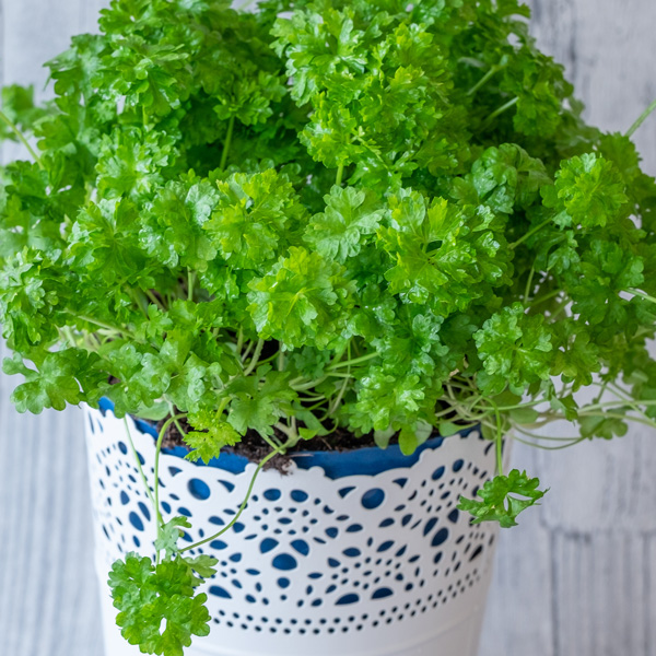 Herb Collection 2 Herb Collection 2