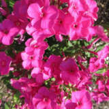 Phlox Famous Cerise