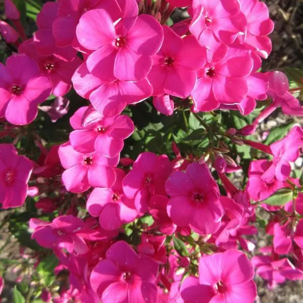 Phlox Famous Cerise Phlox Famous Cerise