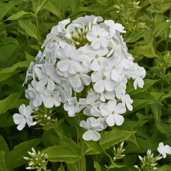 Phlox Famous White Phlox Famous White