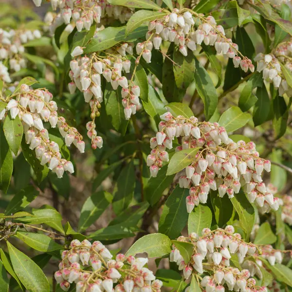 Pieris Japonica Pieris Japonica