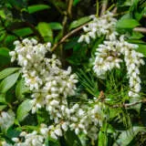 Pieris Temple Bells Pieris Temple Bells