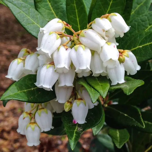 Pieris Temple Bells Pieris Temple Bells