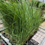 Poa Coastal Tussock Grass Poa Coastal Tussock Grass