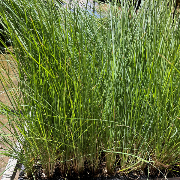 Poa Coastal Tussock Grass Poa Coastal Tussock Grass