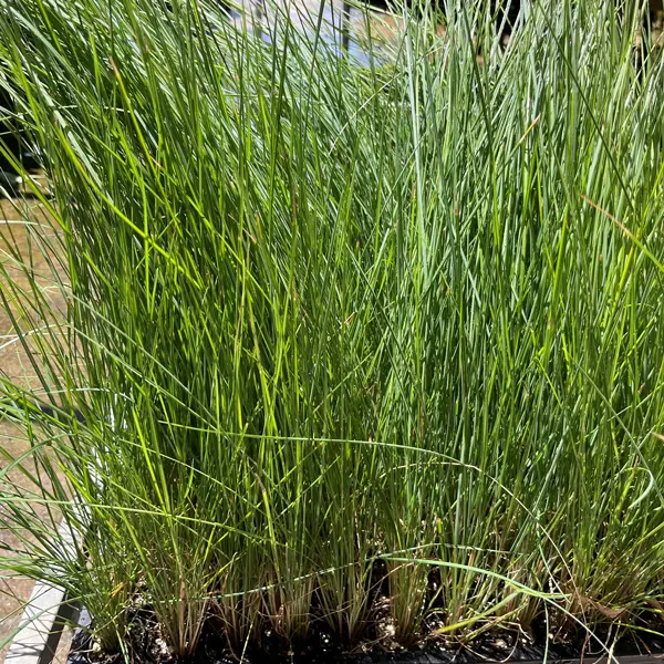 Poa Coastal Tussock Grass Poa Coastal Tussock Grass