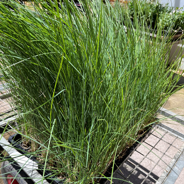 Poa Coastal Tussock Grass Poa Coastal Tussock Grass