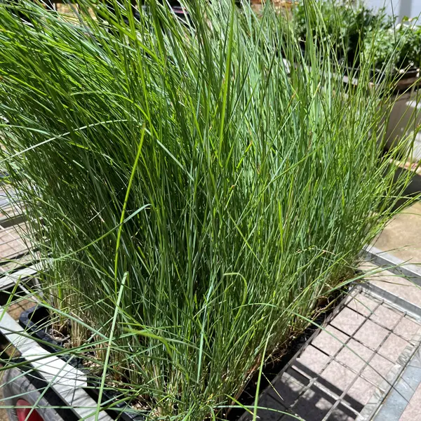 Poa Coastal Tussock Grass Poa Coastal Tussock Grass