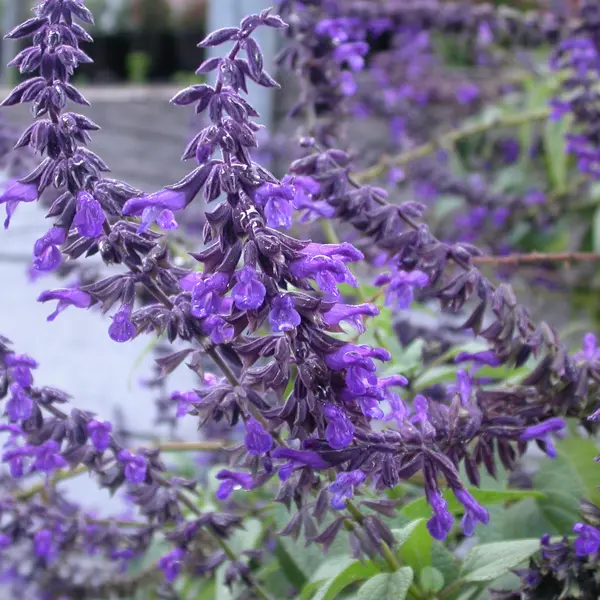 Salvia Blue Abyss Salvia Blue Abyss