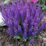 Salvia Midnight Purple Salvia Midnight Purple