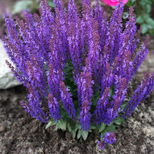Salvia Midnight Purple Salvia Midnight Purple