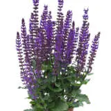 Salvia Midnight Purple Collection Salvia Midnight Purple Collection