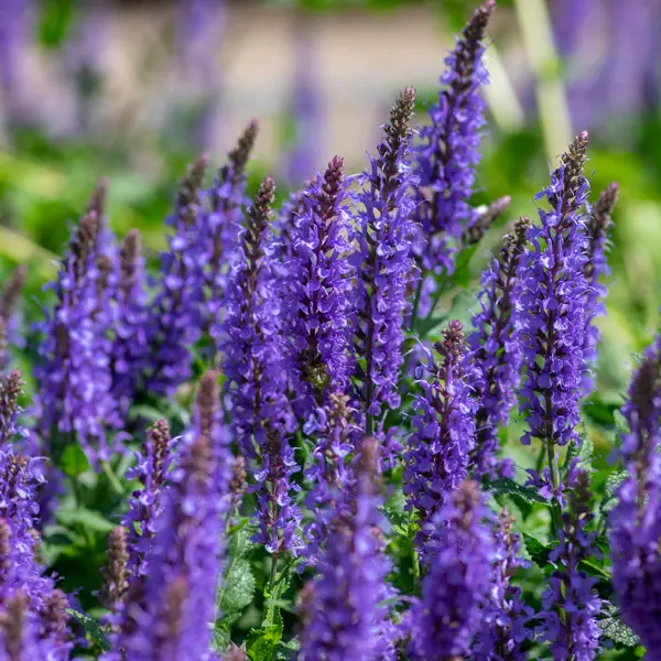 Salvia Midnight Purple Collection Salvia Midnight Purple Collection