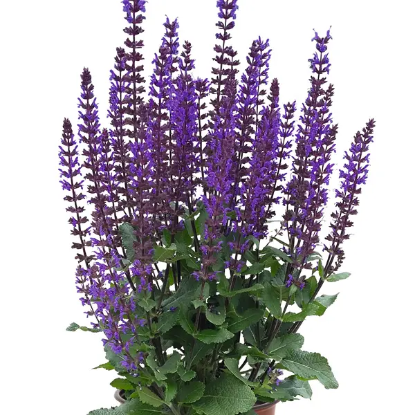 Salvia Midnight Purple Collection Salvia Midnight Purple Collection
