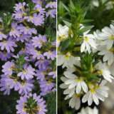Scaevola Bondi Collection Scaevola Bondi Collection