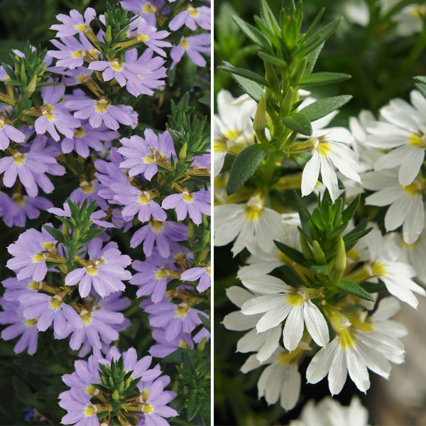 Scaevola Bondi Collection Scaevola Bondi Collection