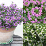 Scaevola Surdiva Collection Scaevola Surdiva Collection