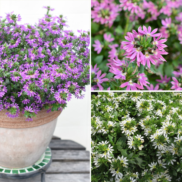 Scaevola Surdiva Collection Scaevola Surdiva Collection