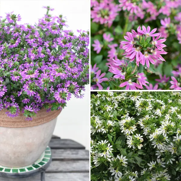 Scaevola Surdiva Collection Scaevola Surdiva Collection