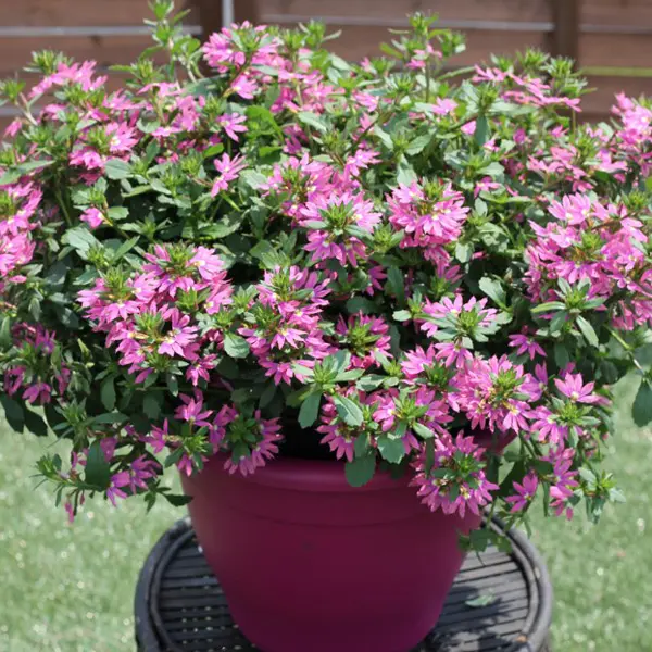 Scaevola Surdiva Collection Scaevola Surdiva Collection