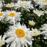 Shasta Daisy Shaggy 68mm Shasta Daisy Shaggy 68mm