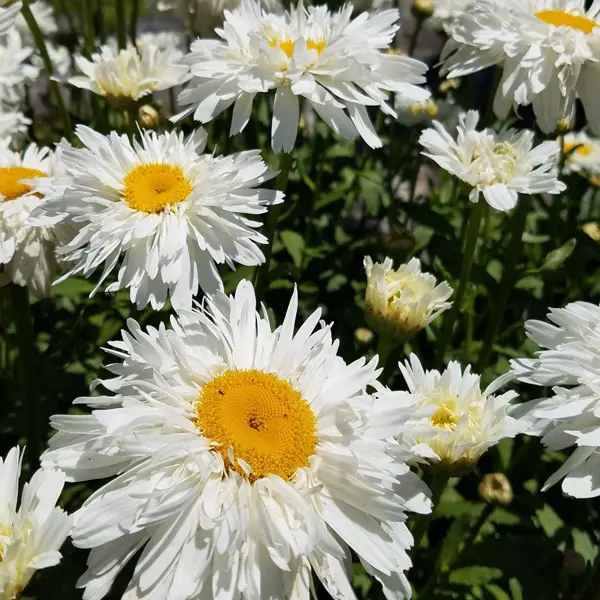 Shasta Daisy Shaggy 68mm Shasta Daisy Shaggy 68mm