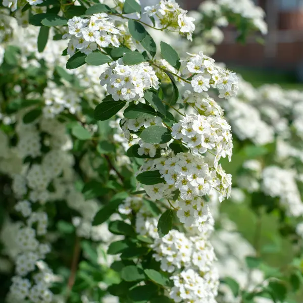Spiraea Snowmound Spiraea Snowmound
