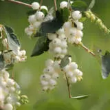 Symphoricarpos Snowberry Symphoricarpos Snowberry